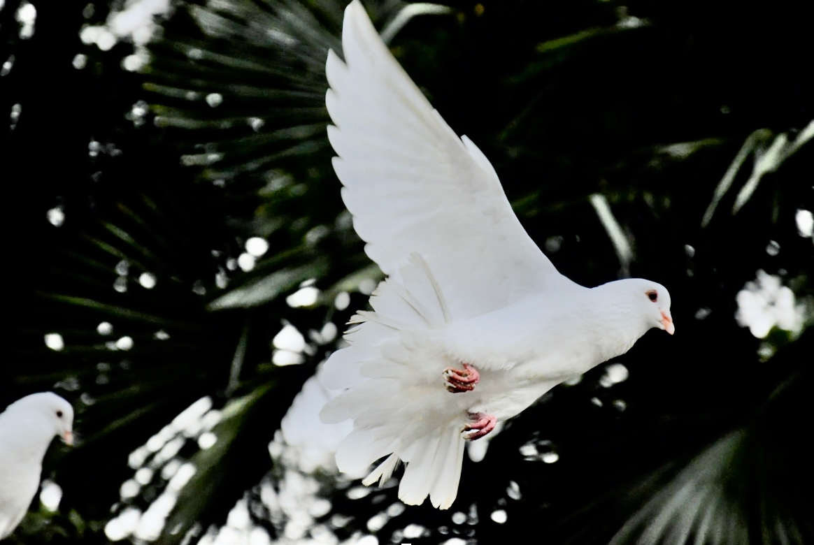 Duen er et av pinsens symboler.