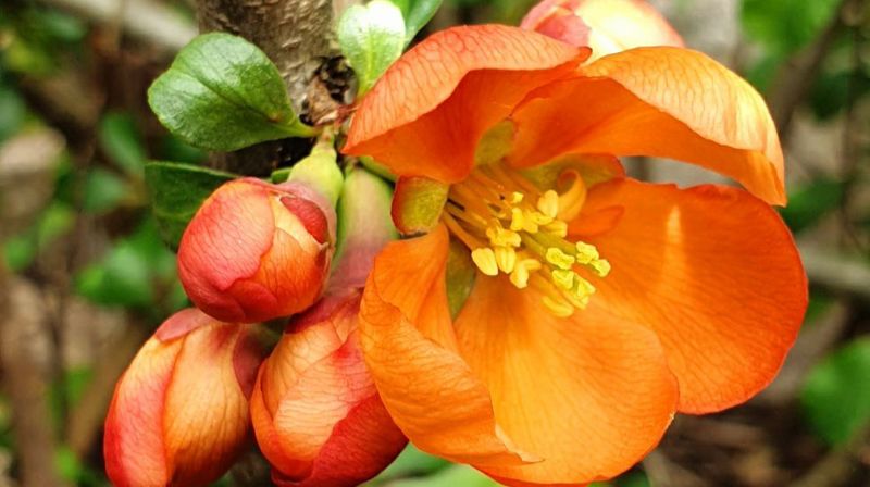 AVLYST I MARS - Vårprogrammet for formiddagstreffene i Asker menighet