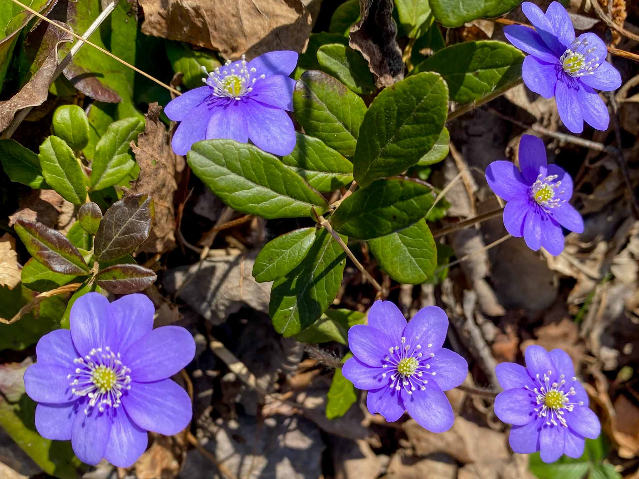 Ved inngangen til mai kan vi glede oss over både vårtegn og justering av tiltaksnivået. Foto: John Grimsby