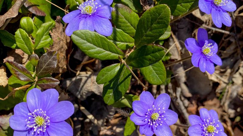 Ved inngangen til mai kan vi glede oss over både vårtegn og justering av tiltaksnivået. Foto: John Grimsby