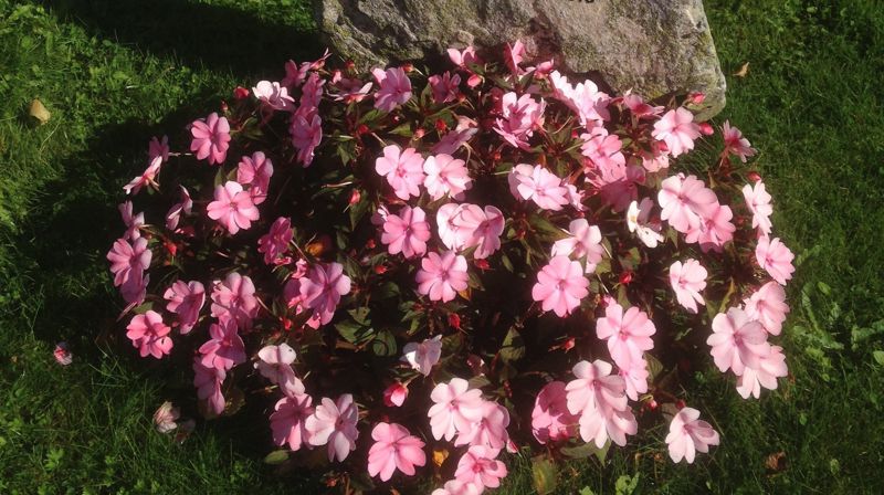 Bestilling av blomsterstell