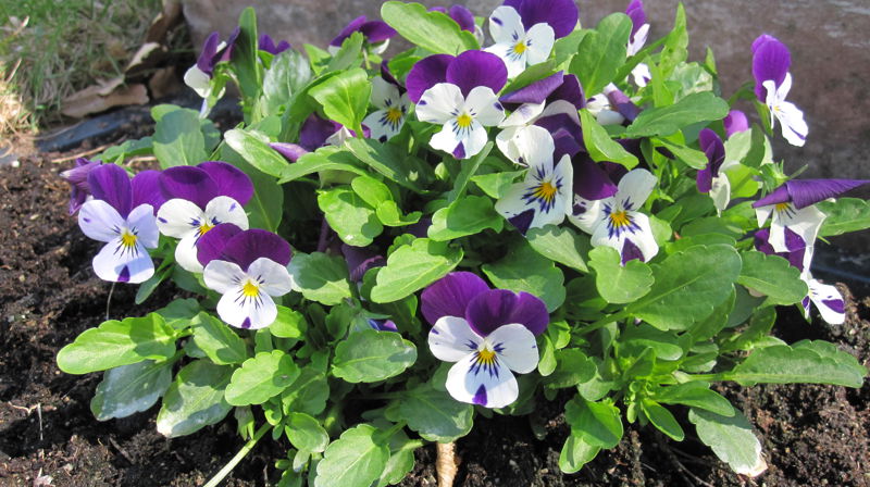 Planting av stemorsblomster