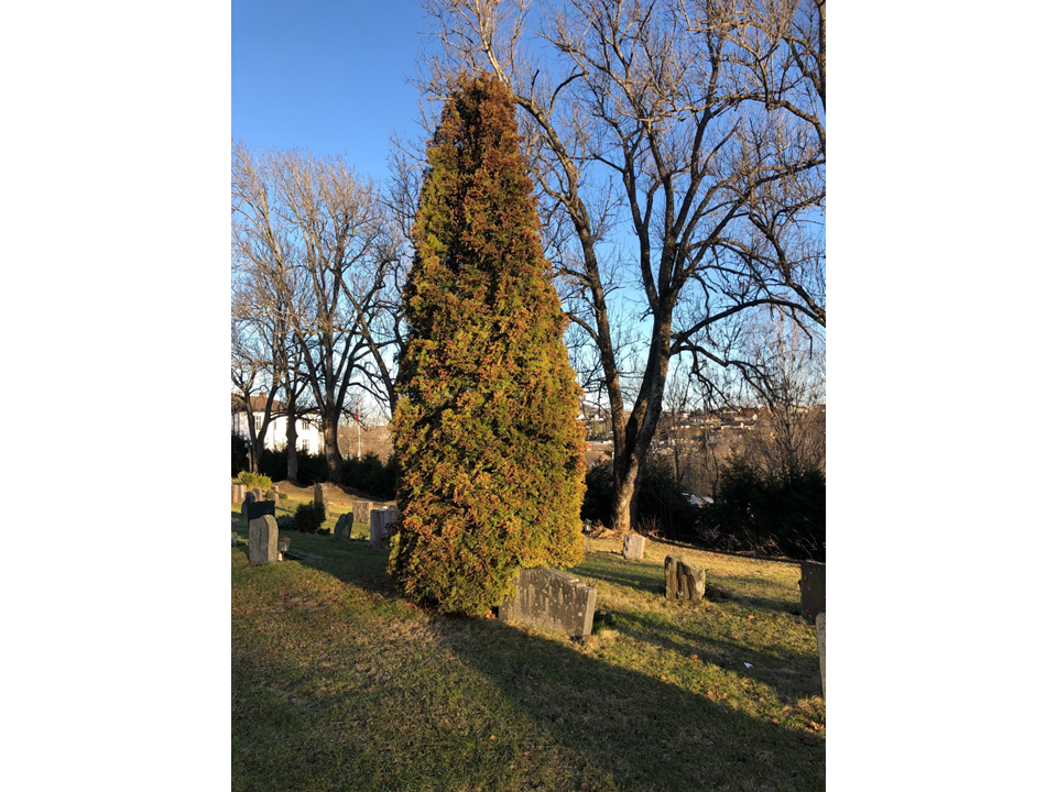 En liten busk er søt i begynnelsen, men vil etterhvert vokse seg veldig stor om du som ansvarlig for graven ikke passer den.