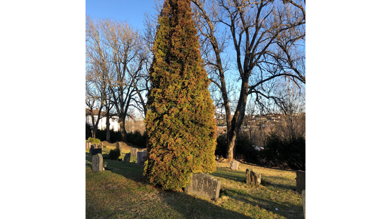 En liten busk er søt i begynnelsen, men vil etterhvert vokse seg veldig stor om du som ansvarlig for graven ikke passer den.