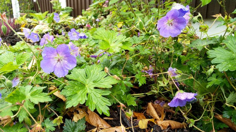 Blomstring ved Røyken driftstasjon