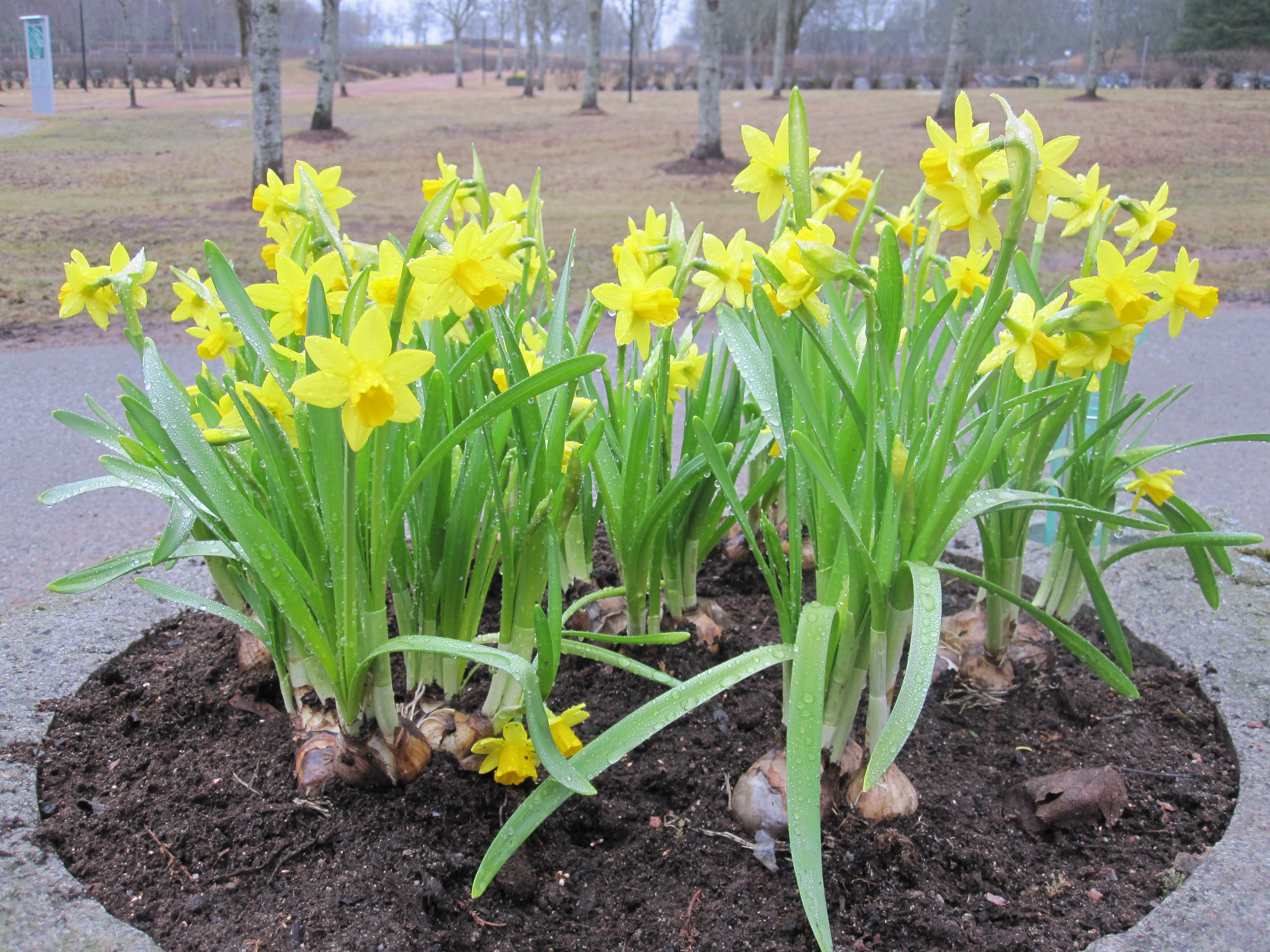 Vårrydding på kirkegårdene