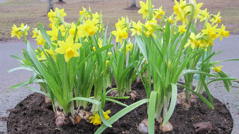 Vårrydding på kirkegårdene