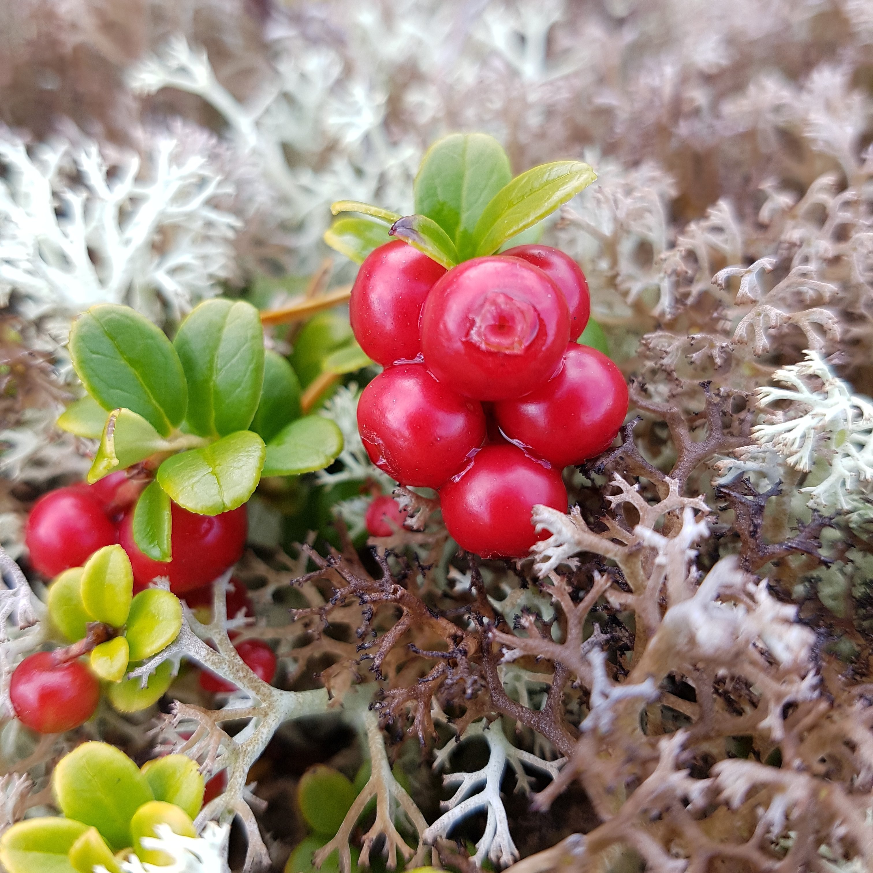 Velkommen til førjulsmarked i Østenstad kirke