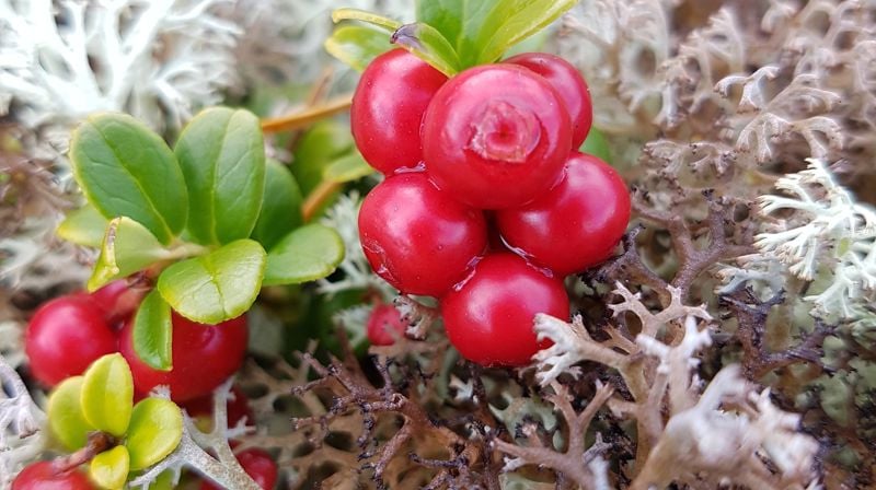 Velkommen til førjulsmarked i Østenstad kirke