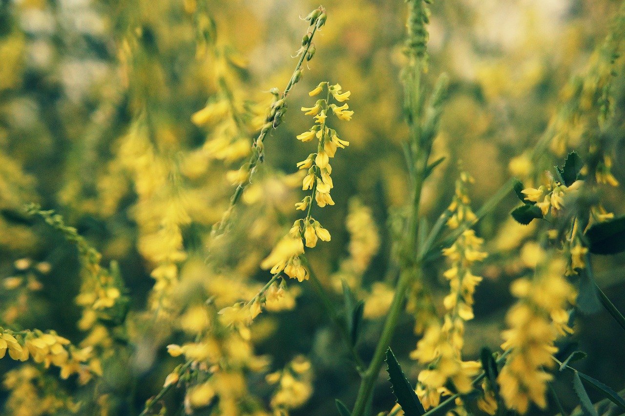 Bildet er tatt fra Pixabay