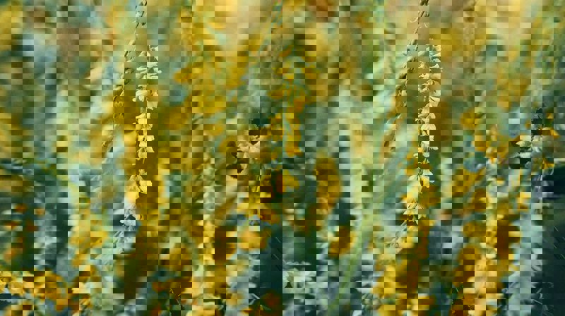 Bildet er tatt fra Pixabay