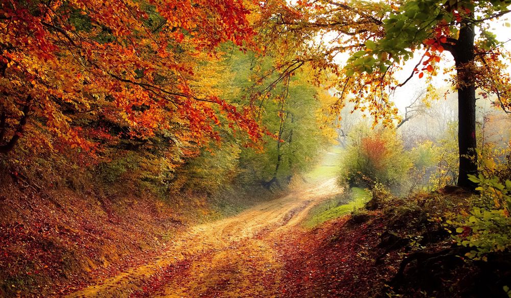 Foto: Valiphotos fra Pixabay