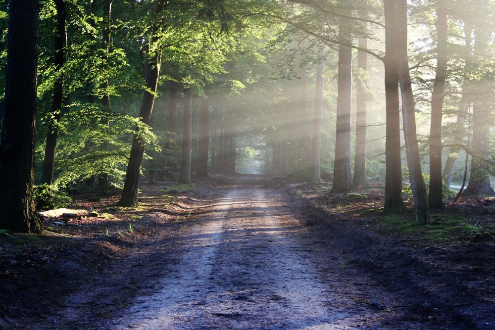 Foto: Bertvthul fra Pixabay
