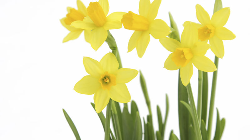 Gudstjeneste palmesøndag 25.3. kl 11.00