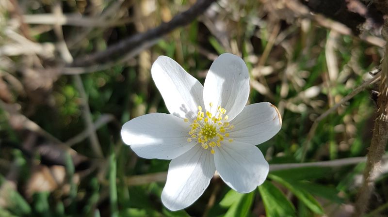 Høsten 2019: Sorggrupper