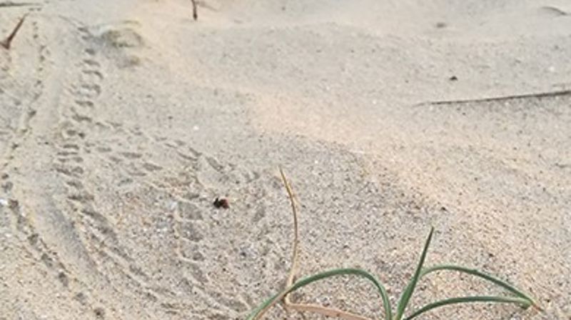Spor i sanden. Foto: Kirkerådet