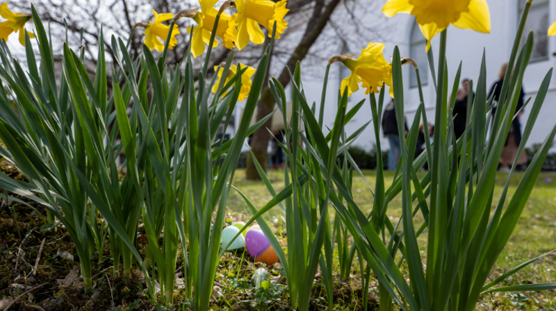 Påskeliljer og påskeegg utenfor Birkeland kirke. Foto: Terje Peerson.