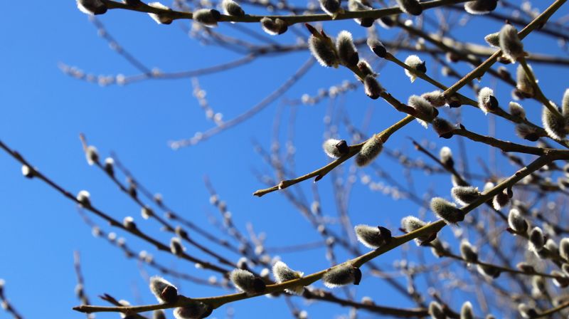 Åsmøte og Menighetsmøte 24. mars 2019