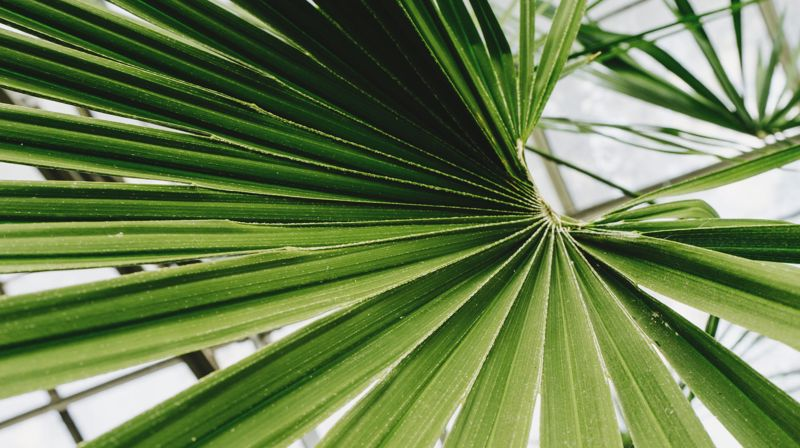 Palmesøndag - refleksjon