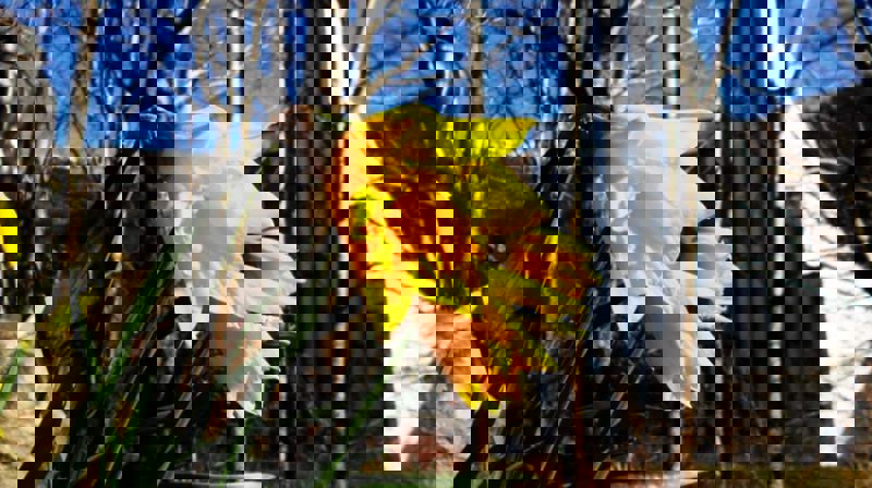 Påsken i Landås kirke