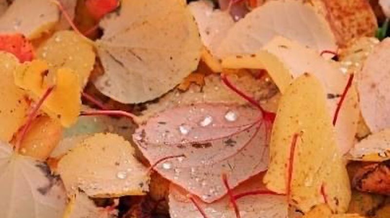 Velkommen til konsert lørdag 29.okt kl 18.00