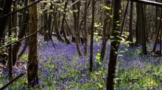 Foto: Ron Porter / Pixabay