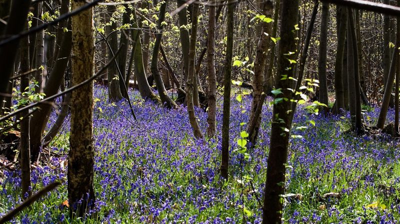 Foto: Ron Porter / Pixabay