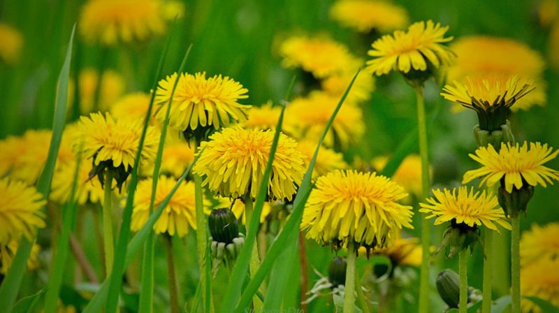 Foto: Eva Svitakova / DeviantArt.com