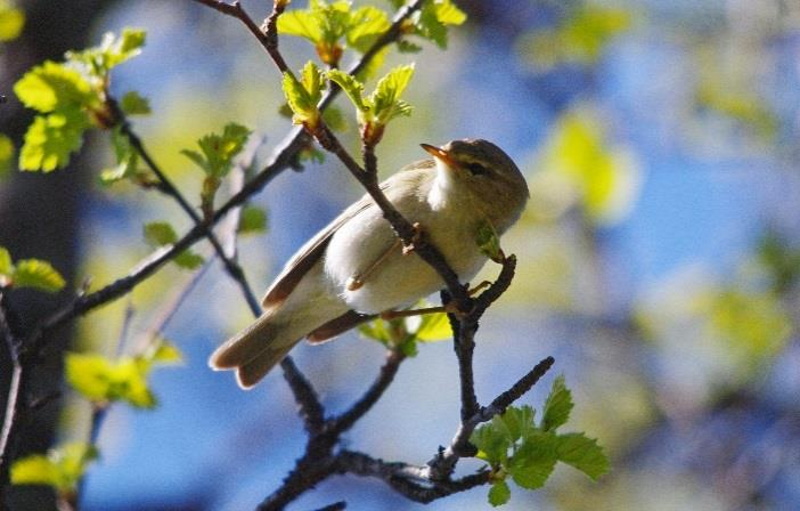 Lauvsongar i sprettande bjørkegreiner. Foto: Per Gustav Thingstad, NTNU.