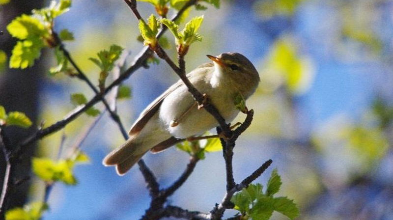 Lauvsongar i sprettande bjørkegreiner. Foto: Per Gustav Thingstad, NTNU.