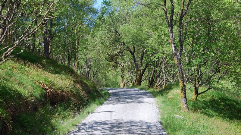 Grusvei gjennom en solfylt skog. Motiv fra Tarlebøveien i Våkendalen.