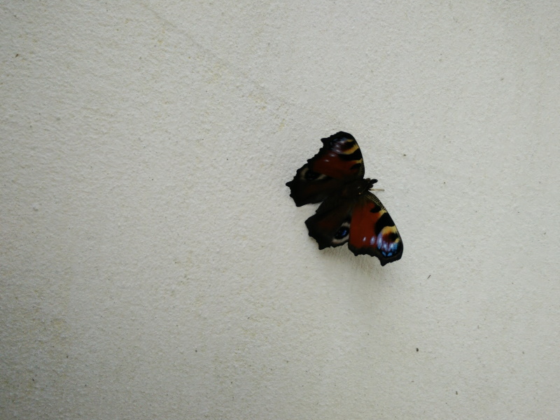 Sommerfugl på hvit murvegg Foto: Mateusz Kleczek