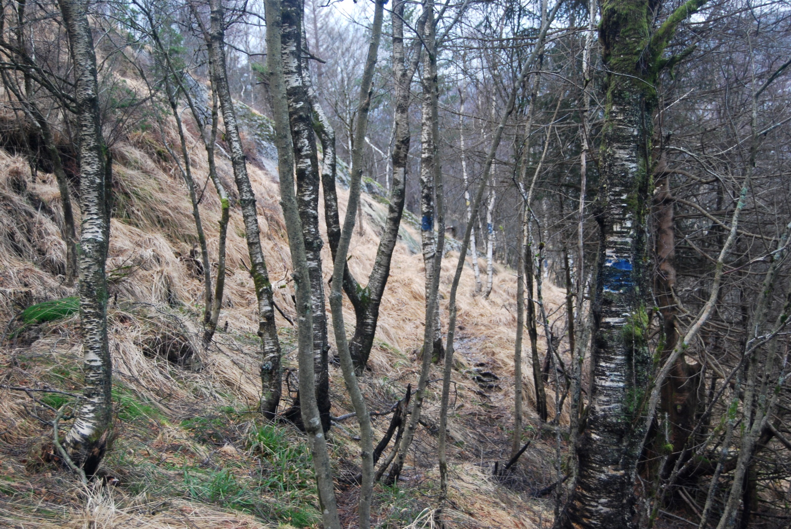 Blåmerka løype i skogen