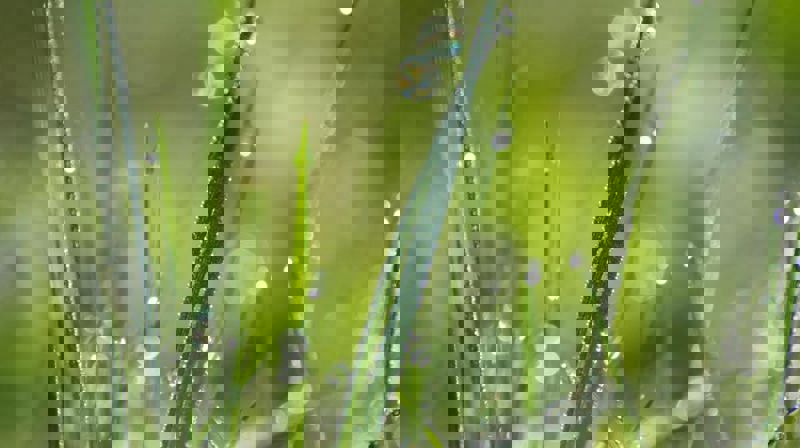Grasrotandel