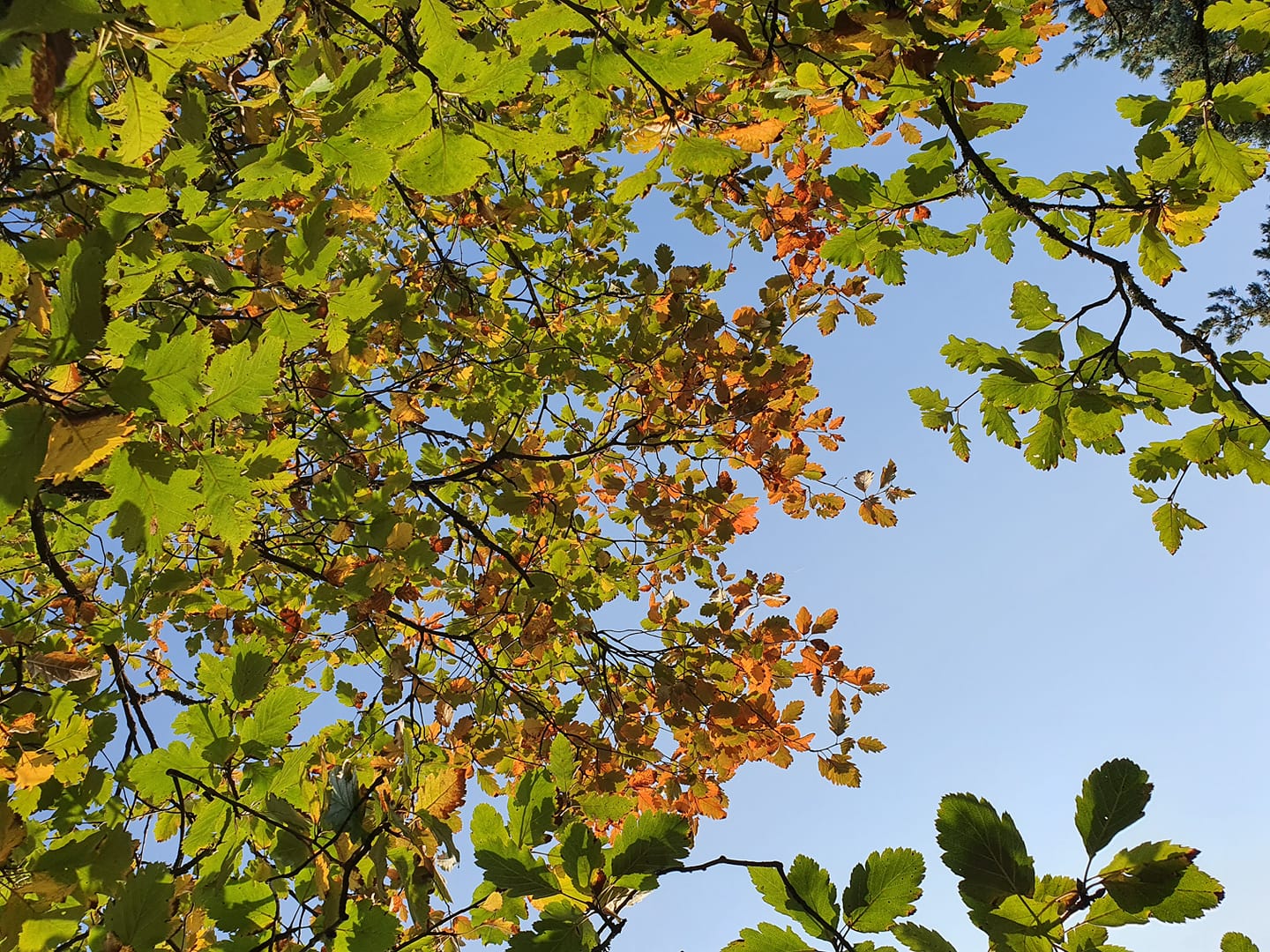 Gudstjeneste i Salhus kirke søndag 4. oktober 2020 kl.11.00
