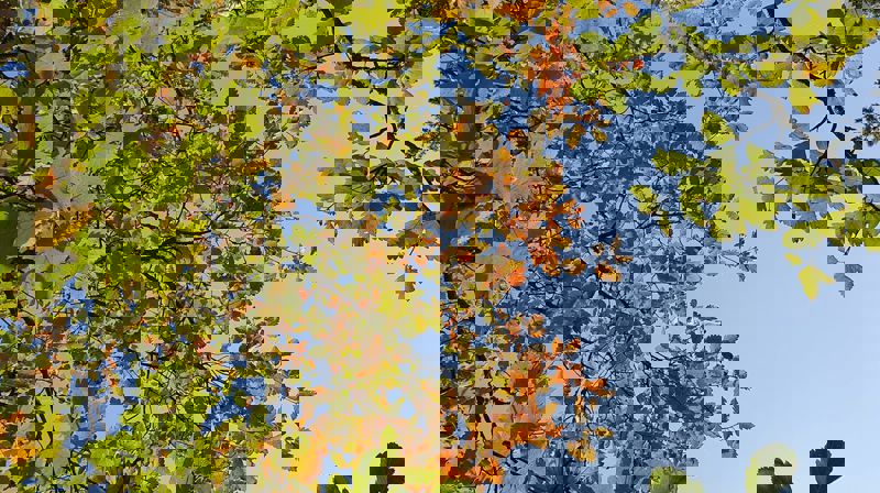 Gudstjeneste i Salhus kirke søndag 4. oktober 2020 kl.11.00