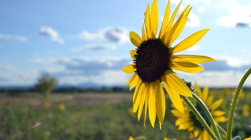 Velkommen til sommerfest 2.juni og sommerkonsert 4.juni!