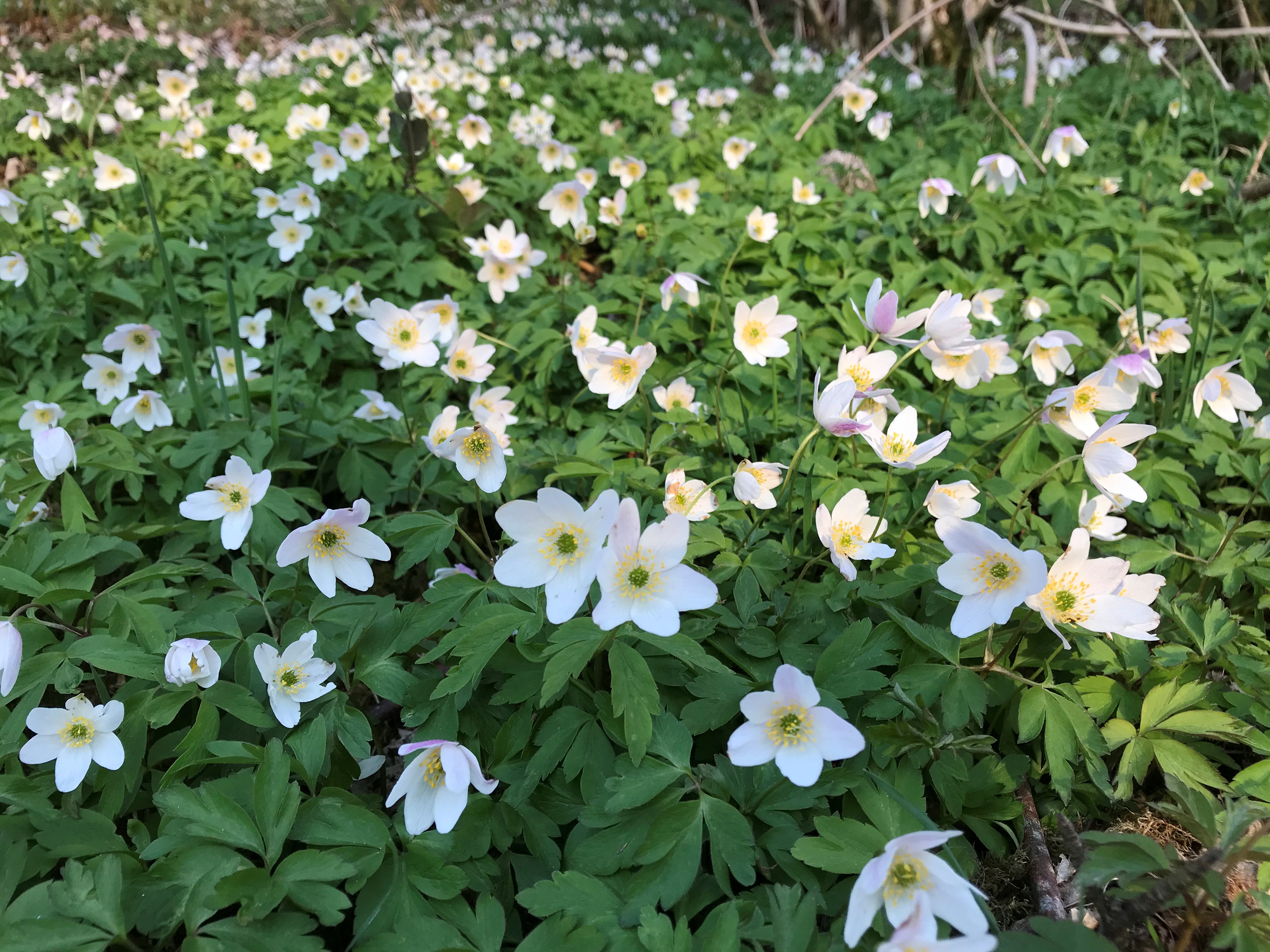 Foto: Kristi Elin Aadland