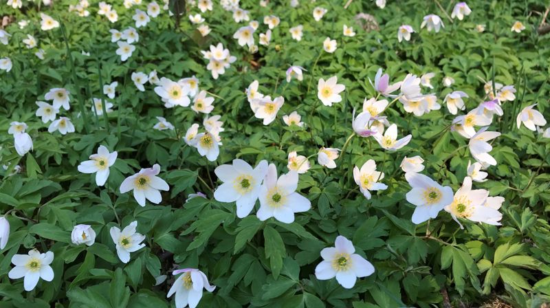 Foto: Kristi Elin Aadland