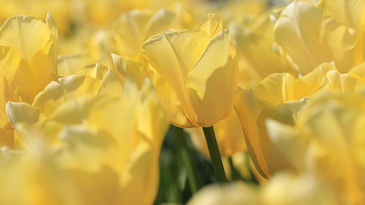 Påskefestgudstjeneste