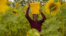Foto: Kirkens Nødhjelp. På bildet ser vi 15 år gamle Deodata Julius Anii som bærer en bøtte vann gjennom en solsikkeåker. Etter at landsbyen hun bor i fikk vann er livet hennes blitt mye bedre og hun kan fokusere på skolearbeidet.