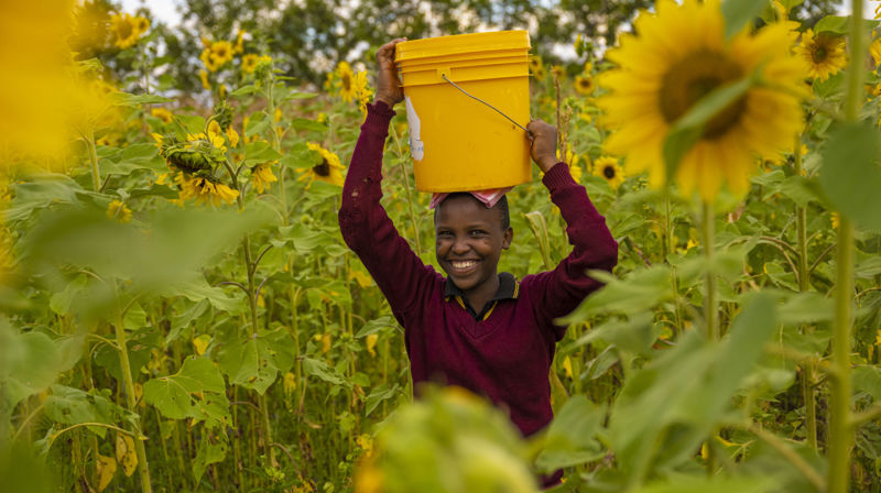 Foto: Kirkens Nødhjelp. På bildet ser vi 15 år gamle Deodata Julius Anii som bærer en bøtte vann gjennom en solsikkeåker. Etter at landsbyen hun bor i fikk vann er livet hennes blitt mye bedre og hun kan fokusere på skolearbeidet.