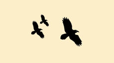 Bildet er hentet fra informasjonsmøtet som ble holdt for noen år siden om den nye satsningen på ravning på Slettebakken-området. Illustrasjonen er tre ravner som fly.