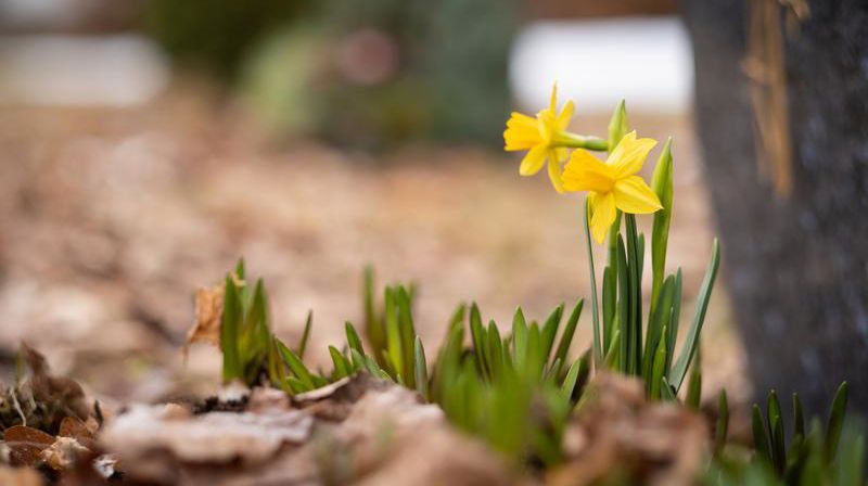 Påskeliljer på kirkeplassen. Foto: Kirkerådet