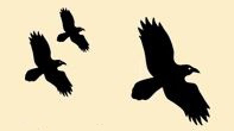 Velkommen til ravnene i nærområdet Slettebakken