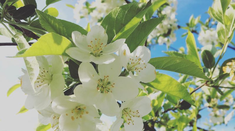 Sommergudstjenester i Slettebakken og Landås