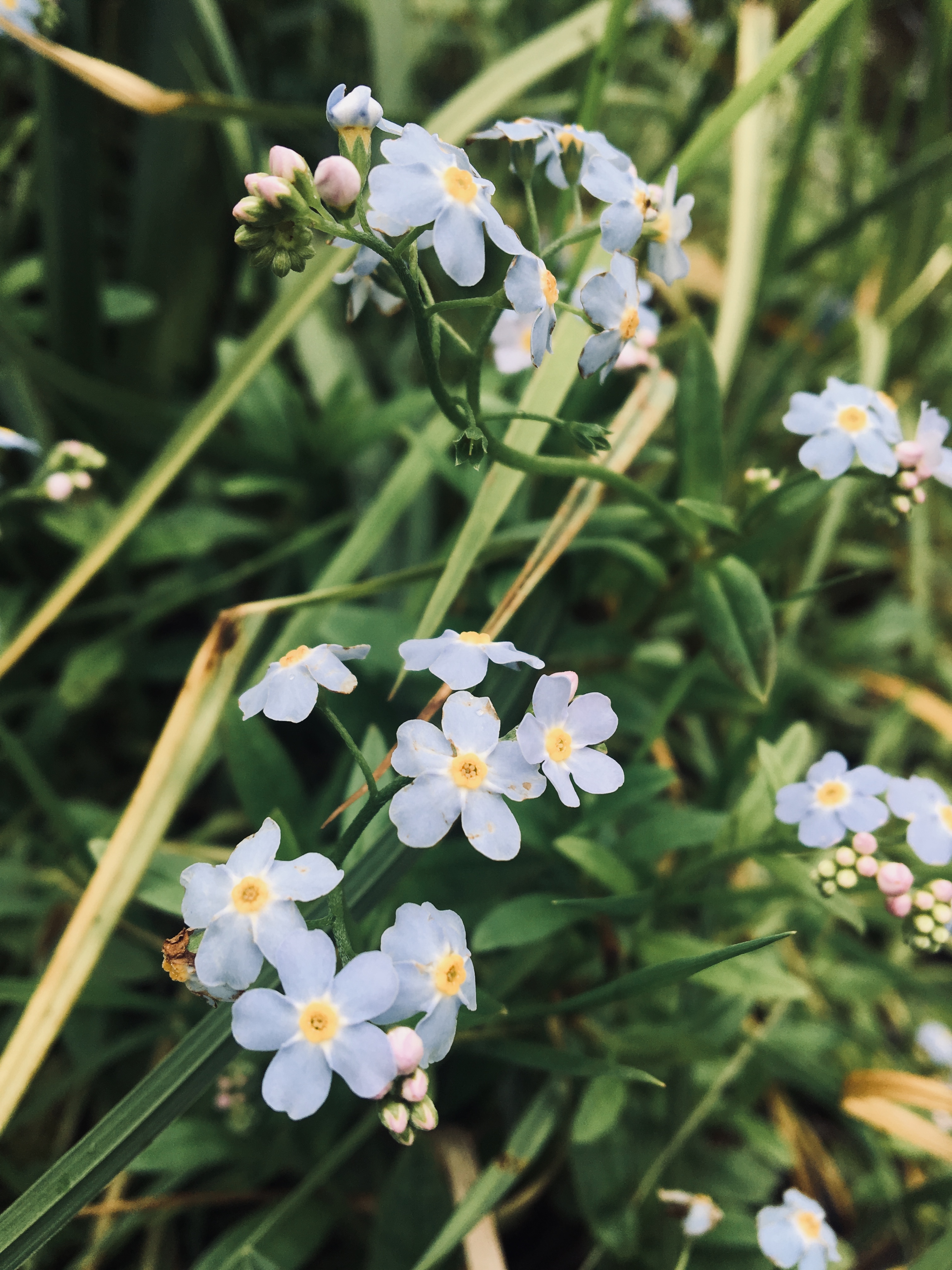 17.maifeiring i kirken