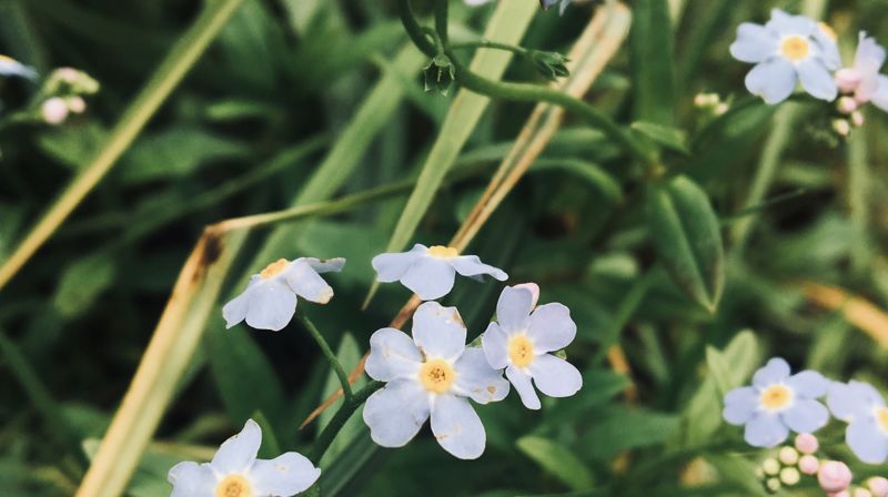 17.maifeiring i kirken