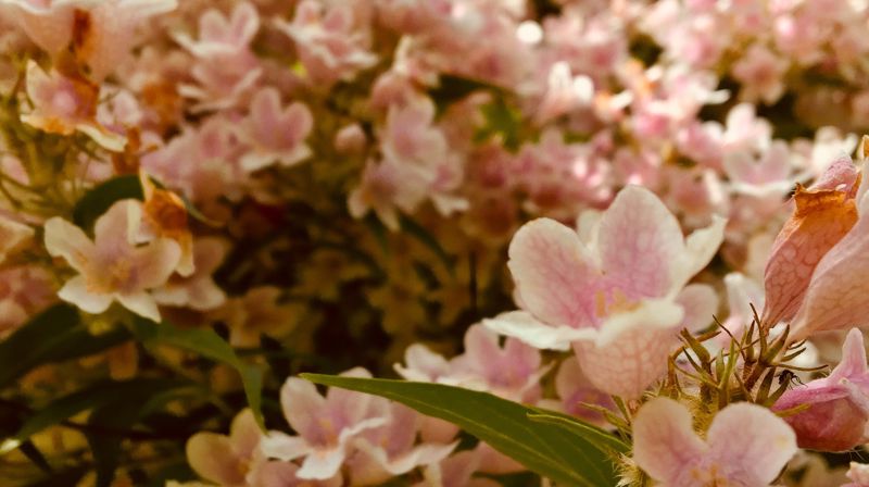 Velkommen til pinsegudstjeneste