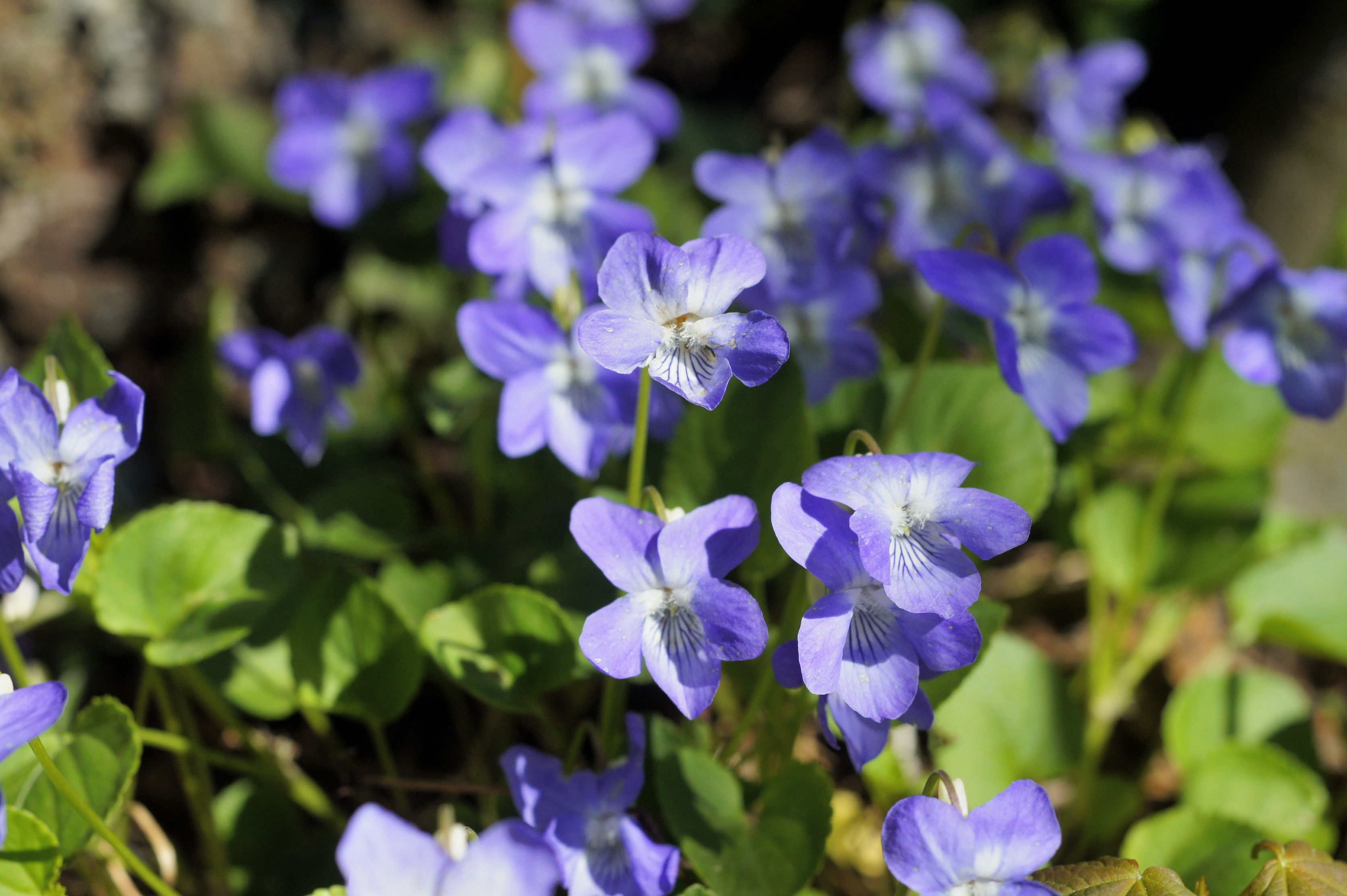 Velkommen til Damenes aften i Søreide kirke!